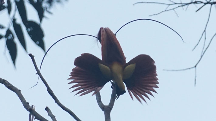 Paradiesvogel beim balzen