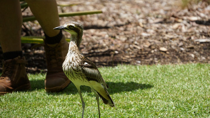 Territory Wildlife Park