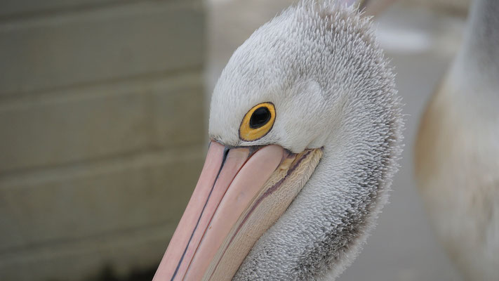 Pelikan in Mallacoota