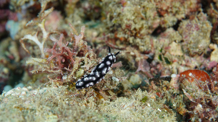 Nacktschnecke / Nudibranch