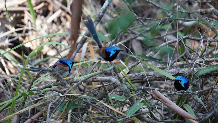 Farbenprächtige Vögel, Noosa National Park