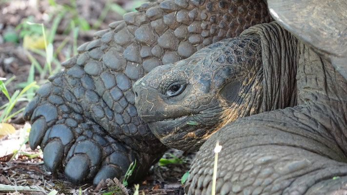 Galapagos Riesenschildkröte