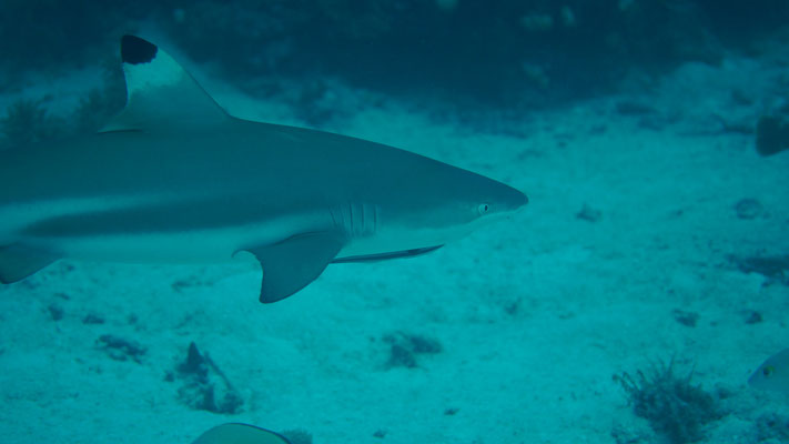 Kleiner Schwarzspitzenhai / Black tip shark