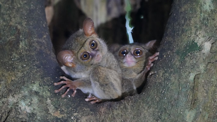 Gurkys Koboldmakis / Gurkys spectral tarsier