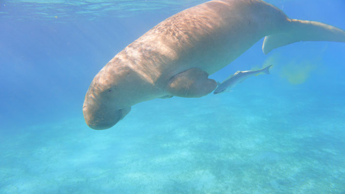 Dugong