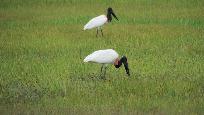 Jabiro Storch