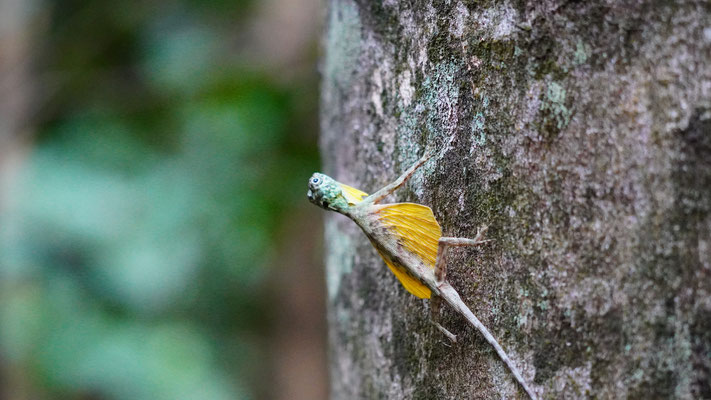 Sulawesi gesäumte Gleiteidechse / Sulawesi lined gliding lizard