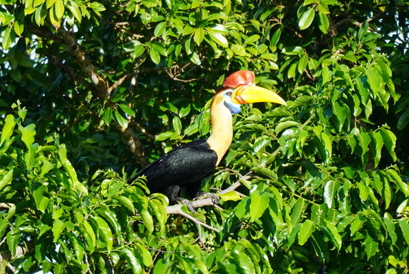 Helmhornvogel / Knobbed hornbill