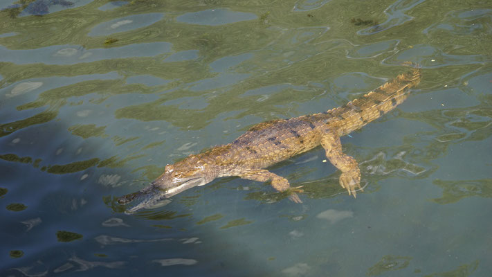 Territory Wildlife Park