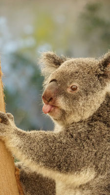 Bääähhhh, Lone Pine Koala Sanctuary