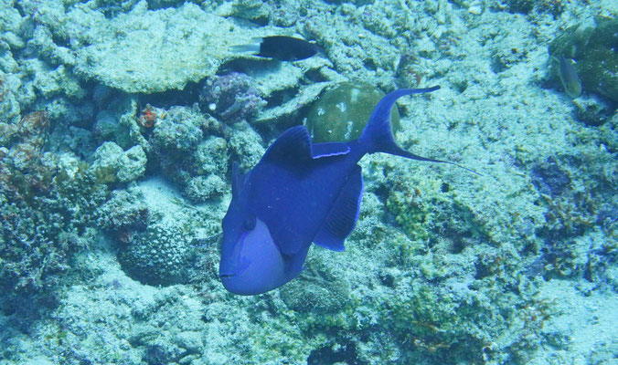 Drückerfisch / Triggerfish