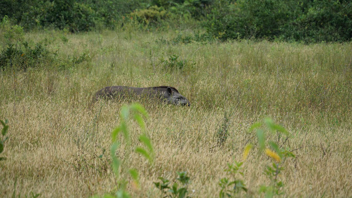 Tapir