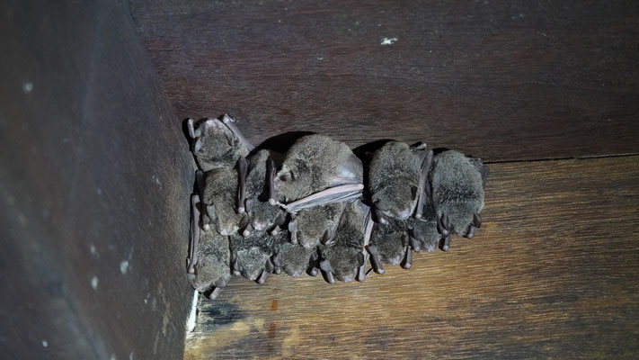 Fledermäuse / Bats