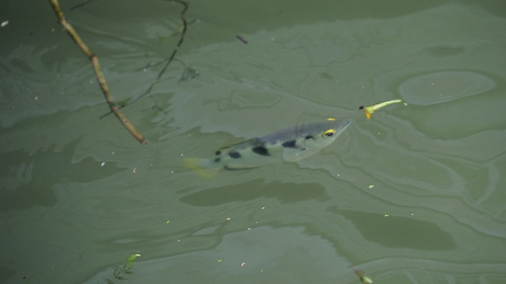 Schützenfisch, kann Beute ausserhalb Wasser mittels Wasserstrahl aus dem Mund treffen
