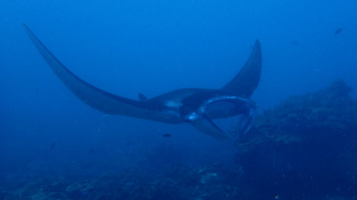 Mantarochen