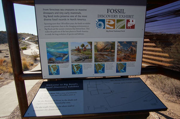 Im Big Bend NP finden wir eine kleine, aber eindrückliche Fossilausstellung