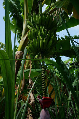 Viele Bananenstauden wachsen auf unserem Land, die uns zum Namen unseres Cabañas inspieren.