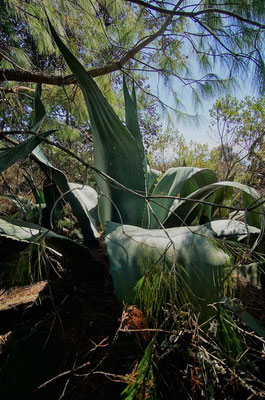 Die Pflanzen, die wie die Spargel, Zwiebel und die Aloe Vera zur Ordnung Spargelartige gehört, erreichen enorme Grössen.