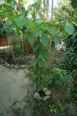 Der Avocado-Baum. Erst ein Jahr alt und schon so gross.