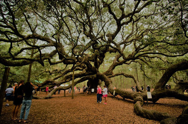 Die Angel Oak ist ein Wunder von einem Baum.