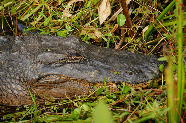 Ein etwas grösserer Alligator