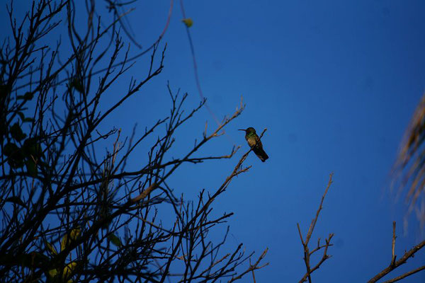 Das denkt sich auch der Kolibri: