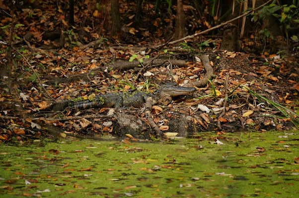 Südlich von New Orleans im Naturschutzgebiet sehen wir einen Alligator.