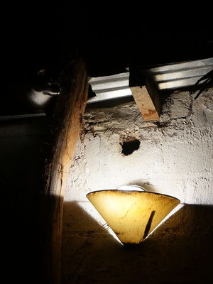 Dali liegt vor der Lampe auf der Lauer.