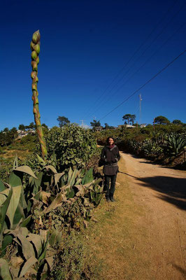 Seraina und die Riesenspargel Maguey, aus der der fermentierte Pulque und destillierte Mezcal gewonnen wird.