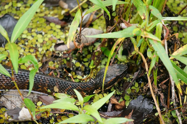 Die Cottonmouth Snake oder auf deutsch Wassermokassinotter ist eine Giftschlange, die nicht Angst vor uns hat.