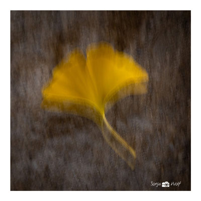 Woche 43 / Ginko