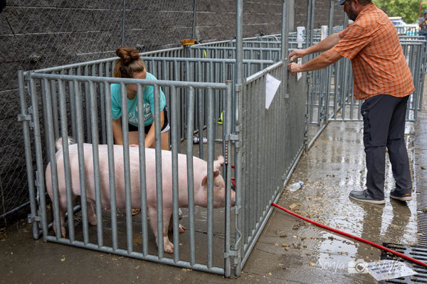 Schwein wird geschrubt