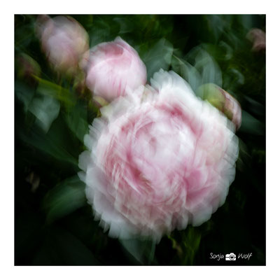 Woche 23 / Pfingstrose