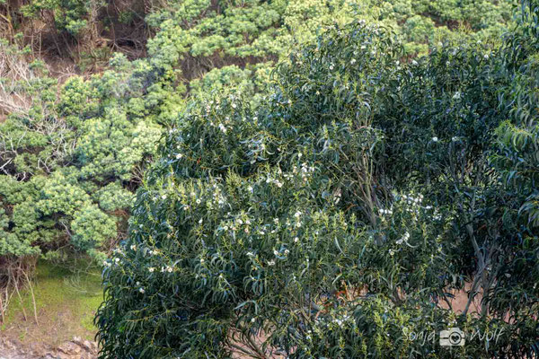blühender Eukalyptus