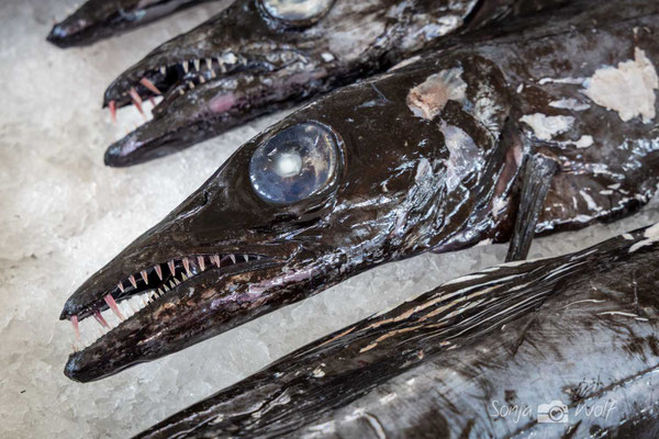 Schwarzer Degenfisch