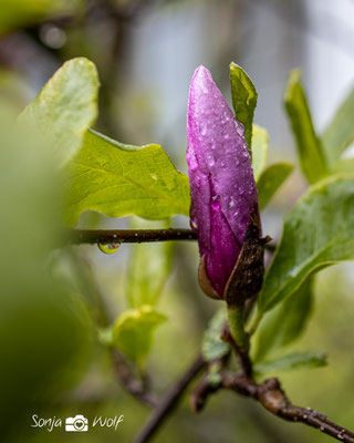 Regentropfen auf Magnolie