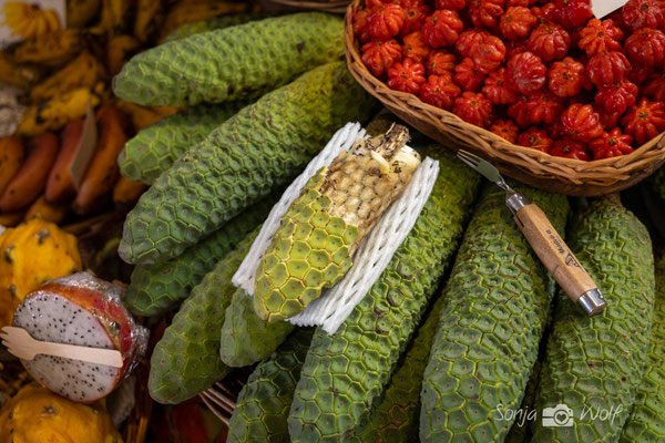 Monstera deliciosa