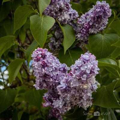 Fliederblüten