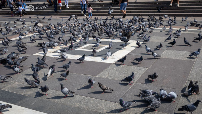 So viele Tauben...