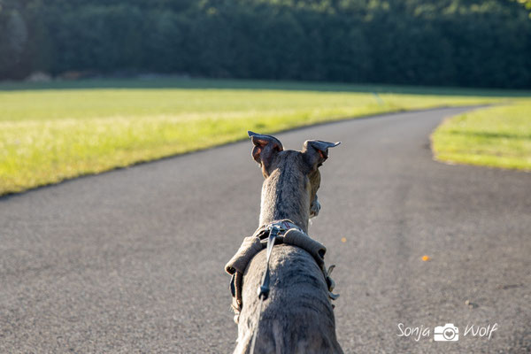 Whippet