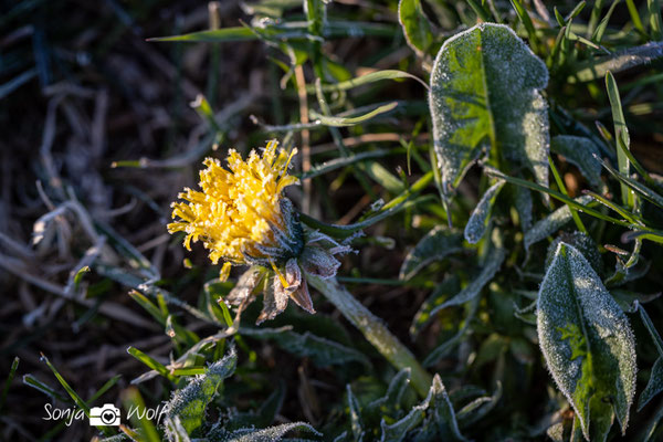 Löwenzahn mit Frost