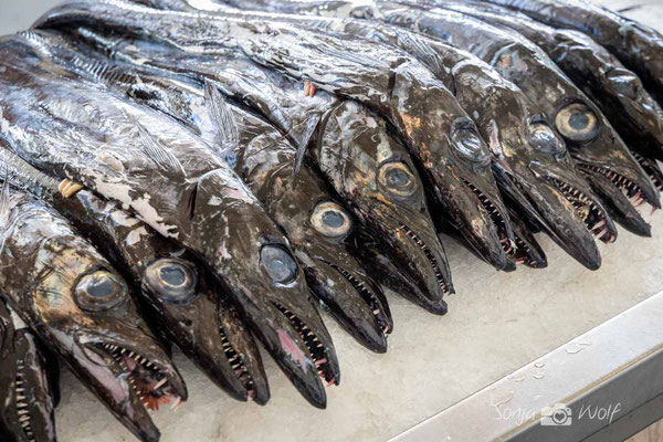 Schwarzer Degenfisch