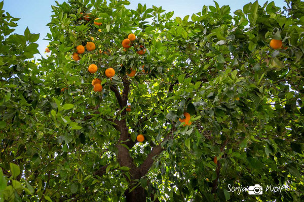 Orangenbäume am Straßenrand