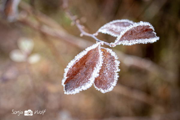 frostiges Blatt