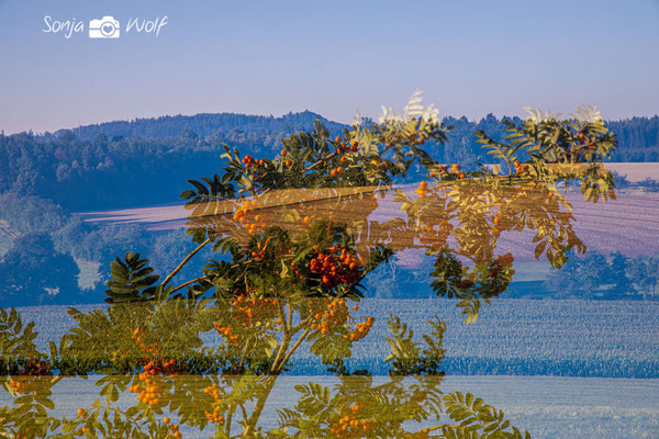 Beeren und Landschaft