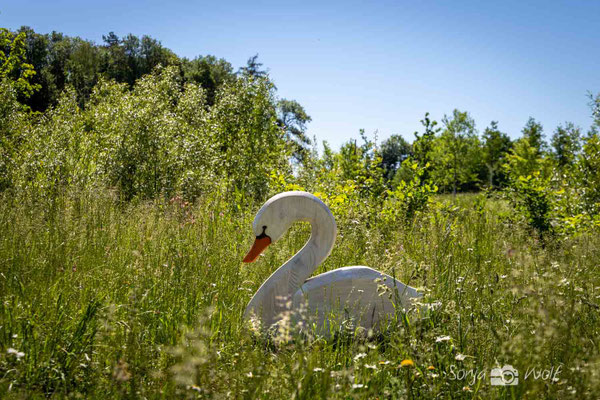 Ostheimer-Schwan