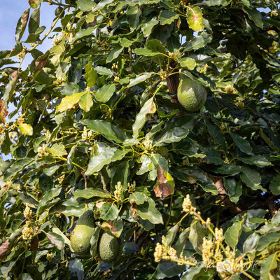 Avocados