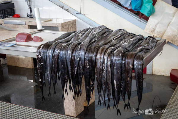 Schwarzer Degenfisch