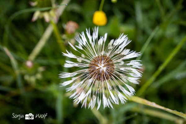 Regentropfen auf Pusteblume