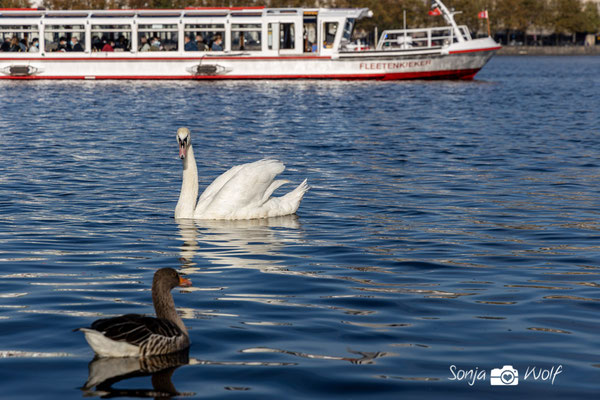 Schwan